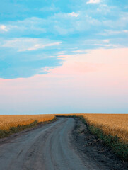 Fototapeta premium Dirt road into the distance in a wheat field in the summer evening. Clear sky without sun