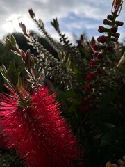 Red flower