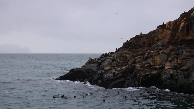 Sea lions colony on Islas Palomino, the island in Pacific ocean in Peru, South America. Marine inhabitants, big wild maritime animals sea lions and birds on island seen from tourist boat wild nature