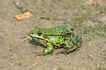 a green frog on the bank of the Cybina River floodplain