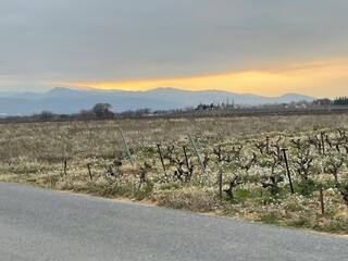 vineyard in autumn