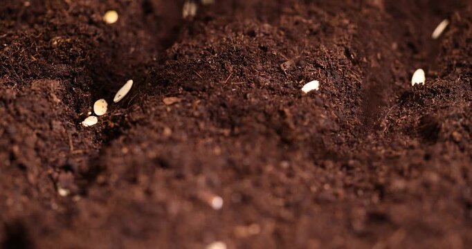 planting cucumber seeds in soil, a plot of land mixed with peat in which cucumber seeds are planted, closeup
