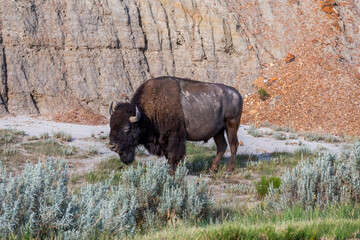 Majestic male bison among the rocks. North Dakota, Theodore Roosevelt National Park
