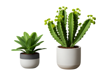 Stunning Indoor Plants Modern Potted Succulents and Cacti for Home Decor