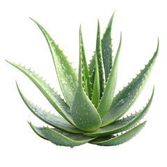 Fototapeta premium 3d lush aloe vera plant isolated on transparent background