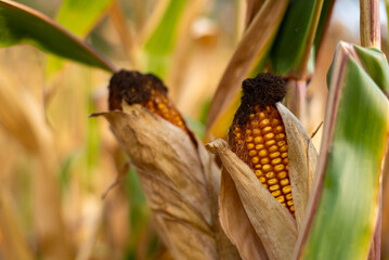 Ripe Corn Cobs on the Plant in a Field Close-up