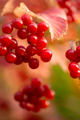 Red Berries on Branch with Autumn Leaves