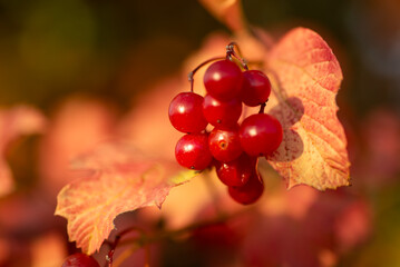 Viburnum Berries and Leaves in Autumn