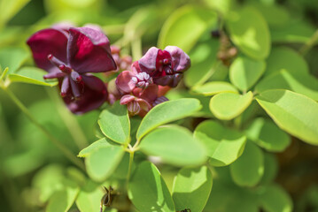 Akebia quinata dark-purple flowers with unfocused background. Close-up.
