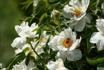 Close-up view of a blooming white peony flower Paeonia suffruticosa in a spring garden