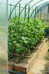 Vegetable Plants Growing Inside a Greenhouse
