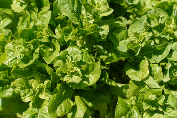 Fototapeta premium Raised Garden Beds with lettuce plant in a Backyard Garden