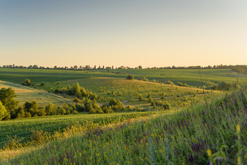 Rolling Green Hills and Fields in Golden Hour Light