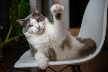 Gato blanco y gris