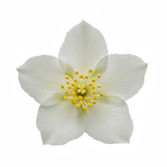 Flower Jasmine isolated on white background