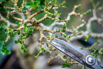 Taiwan Premna Bonsai Leaf Pruning,selective focus