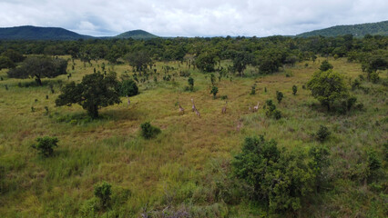 Naklejka premium Aerial view of a grassy plain with scattered trees and giraffes under a cloudy sky landscape scene tanzania