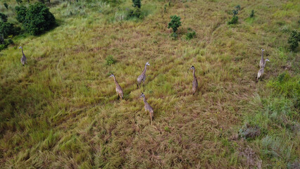 Aerial view of a group of giraffes walking through a grassy field with trees in the background tanzania