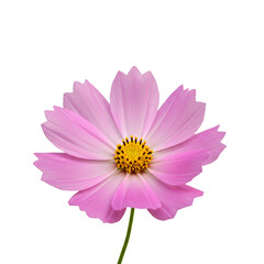 Obraz premium Flower Cosmos isolated on white background