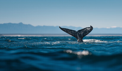 Fototapeta premium Blue whale tail in the ocean, marine life photography, whale, 