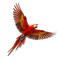 Fototapeta premium Scarlet Macaw is flying isolated on white background