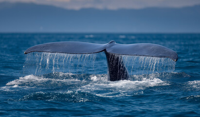 Naklejka premium Blue whale tail in the ocean, marine life photography, whale, 