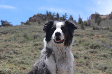 border collie/Australian shepherd dog
