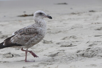 seagull on the beach