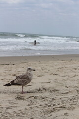 seagull on the beach