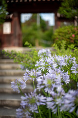 鎌倉25634　収玄寺2　アガパンサス