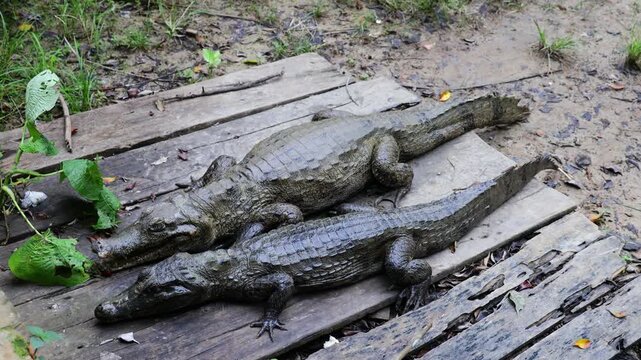 Two caiman rest on a riverbank in a tropical wetland, showcasing scaly skin, still water, and South American wildlife in their natural habitat in Iquitos, Peru. Caiman wild animal in the park