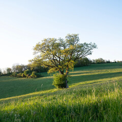 trees and meadows in rolling hills of luxemburg countryside