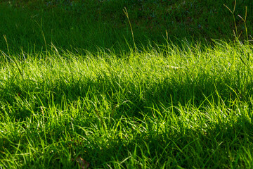 朝日に照らされて輝く夏草06