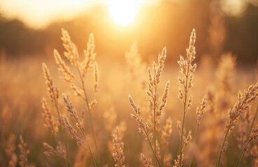 Fototapeta premium Field of grass flowers bathed in golden sunset light. This inspirational nature image evokes autumn and fall themes with pastel earth tones and a blurred background.