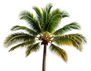 palm tree on white background