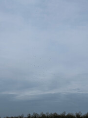 A Large Flock of Birds Flying in Formation Against a Moody, Overcast Sky