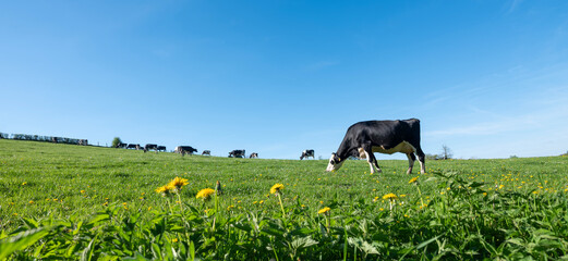 curious black and white spotted cows in green meadow with yellow spring flowers under blue sky