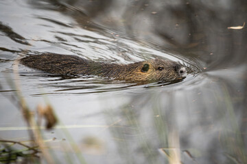 Nutria / Biberratte schwimmt im Wasser in einem Stadtpark in Deutschland

