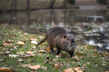 Nutria / Biberratte in einem Stadtpark in Deutschland