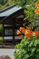 鎌倉2577　海蔵寺3　ノウゼンカズラ