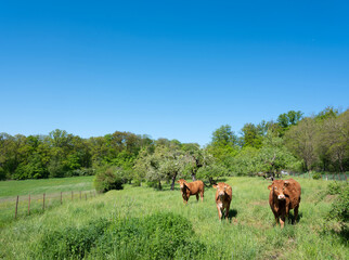 brown cow and calves in orchard near meadow in south luxemburg