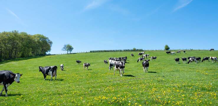 curious black and white spotted cows in green meadow with yellow spring flowers under blue sky