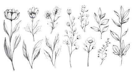 Floral collection with flowers and leaves for creative design. Hand drawn line art vector illustration isolated on transparent background 