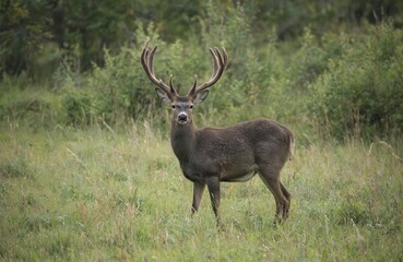 Majestic male sika deer with large antlers stands alert in grassy field with rich green foliage. Wild mammal, native to Asia, captured in natural habitat during summer. Brown coat blends with natural