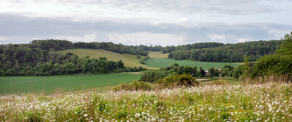 daisy flowers on the foreground in spring ladscape with farm in english county of kent