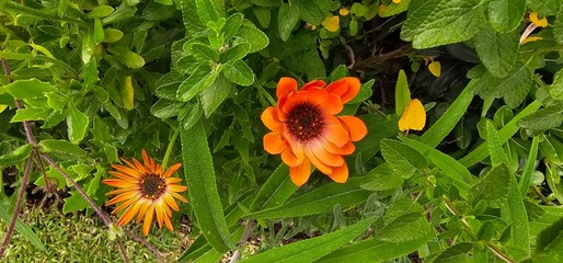 yellow flower in the garden