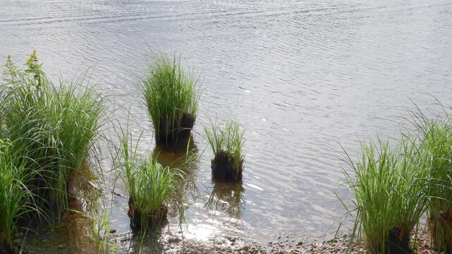 Verdant grass tufts rising from calm lake waters