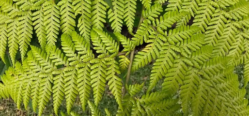 green fern leaves