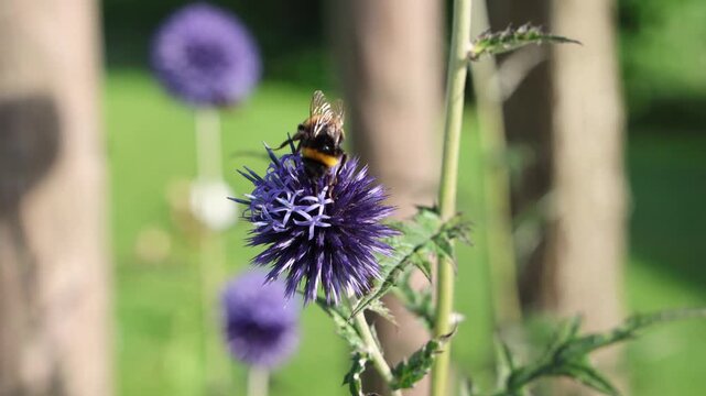 Fuzzy bumblebee carefully gathering purple pollen from spherical Echinops flower