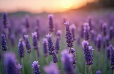 Obraz premium Lavender field at sunset with soft focus background. Perennial plants showcase purple blossoms, green stems. Warm sunlight creates serene atmosphere. Ideal for relaxation, aromatherapy, nature themes.